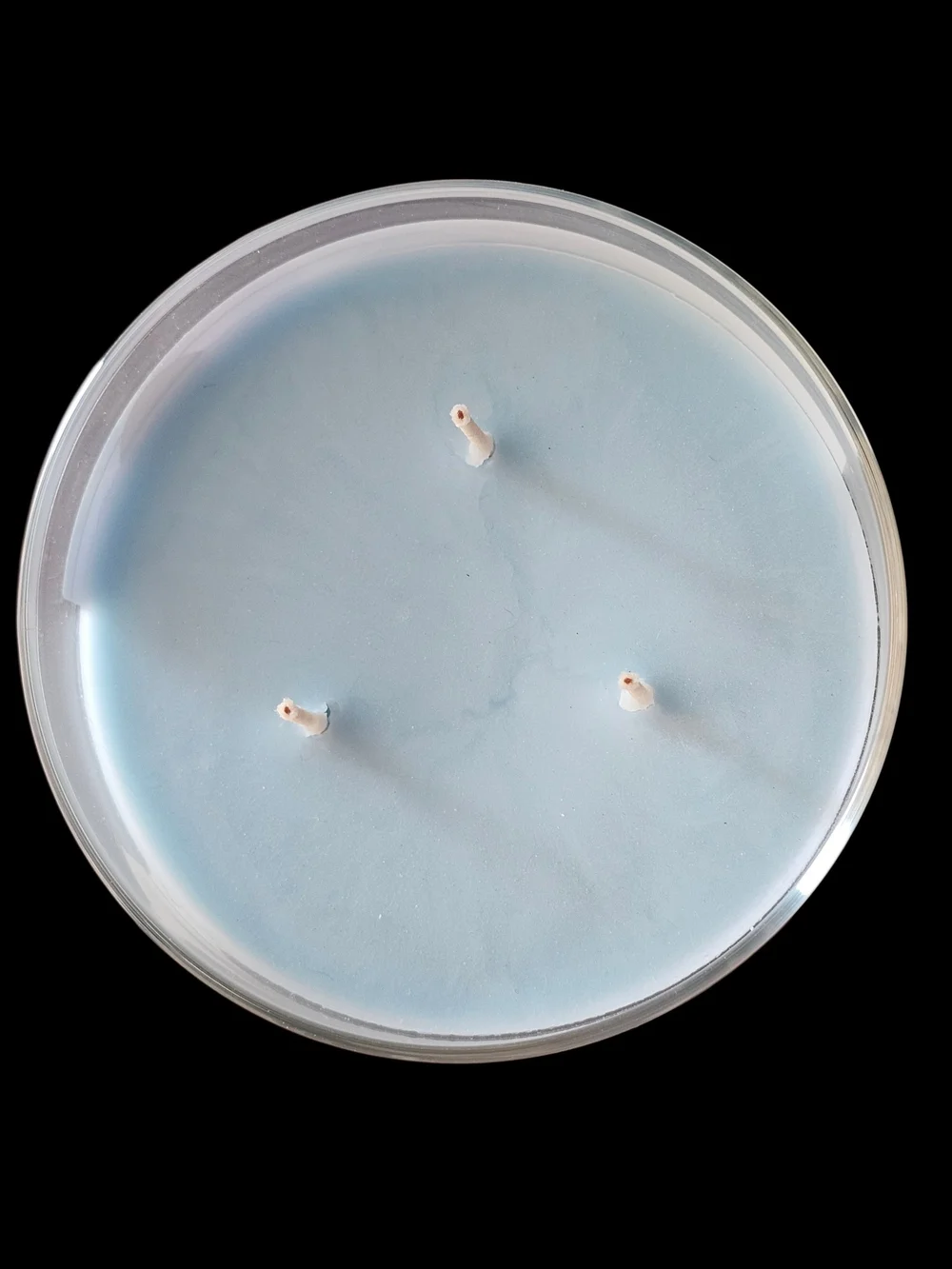 Ocean Driftwood & White Gardenia Scented Candle - Pastel Blue